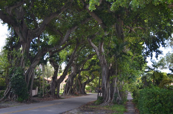 wie im Märchen Wald
