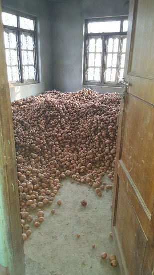 Inzwischen füllt sich in dem Haus gegenüber, in dem wir wohnen, ein Raum mit Kartoffeln.