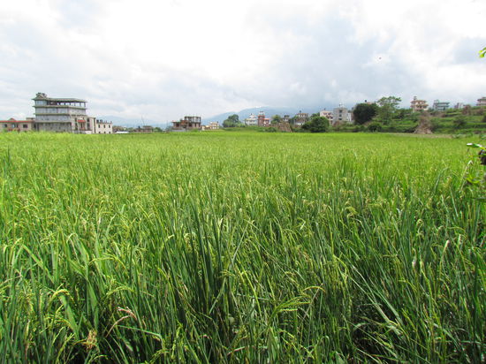 von meinem Schlafzimmer sehe ich direkt die ganzen Reisefelder