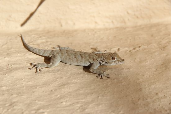 Ein kurzer Abstecher in die hiesige Tierwelt, ob zu Fuß...