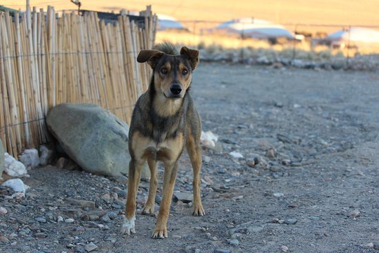 ...und dieser Mitbewohner pinkelt einem schon mal vor Freude auf die Hose 