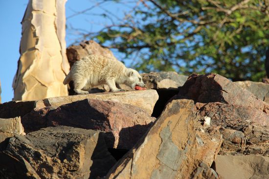 Zum Essen wieder daheim!