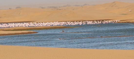 Wasser in Sicht kurz vor Walvis Bay. Und Flamingos.