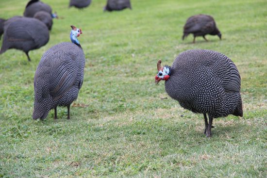 Perlhühner laufen hier überall so durch die Gegend - zugegeben, die Erdhörnchen haben uns Herz eher erwärmt, als diese bizarr aussehenden Geschöpfe.