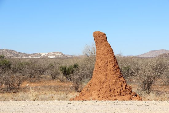 Hier einer der tausenden Termitenhügel der Gegend mit einer Höhe von ca. 180 cm und einer Neigung die stets den Weg Richtung Norden zeigt.