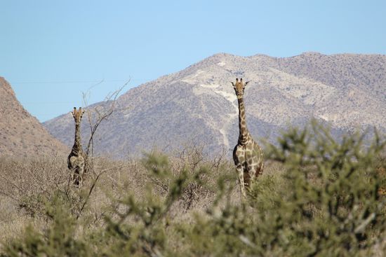 Kollege Schnürschuh samt Bruder ...stets wachsam und auf der Hut...
