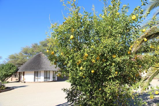 Ein schöner Citrusbaum mit unserem Bungalow im Hintergrund.
