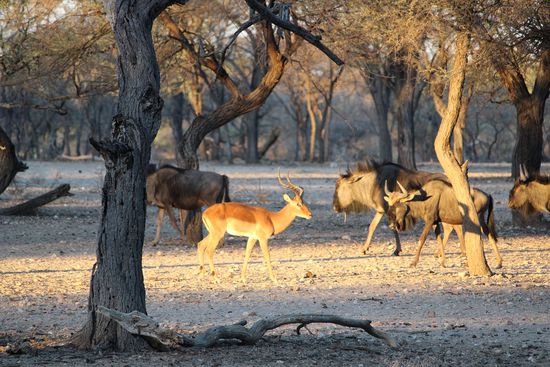 Aus unserem Bungalow bietet sich ein Blick auf Gnus, Springböcke und Wildschweine, die fast zu jeder Tageszeit an den Futterstellen auftauchen.