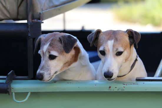 Mit dabei beim Sundowner Gamedrive: Cindy und Susi - die zwei verschmusten Farmhunde.