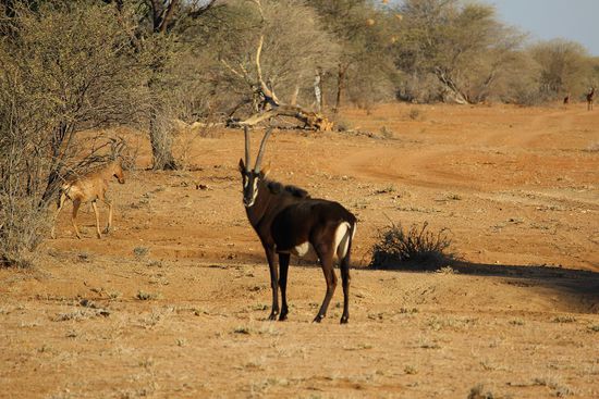Ganz ehrlich: wir wissen den korrekten Namen nicht mehr und bevor wir was falsches schreiben, lassen wir das schöne Tier hier einfach mal unbenamt stehen...macht auch so eine gute Figur....