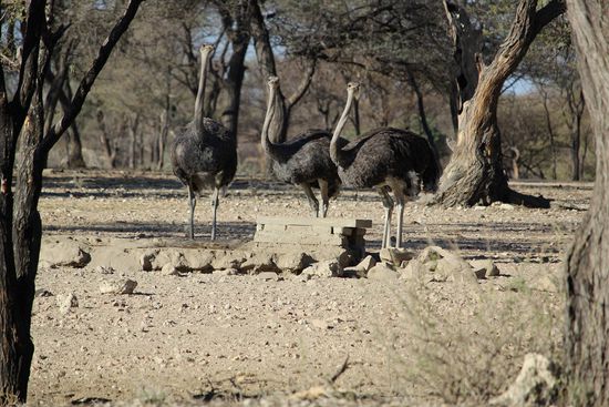 Die scheuen Strauße: lassen einen auch gerne mal 20 Minuten warten, bis sie sich vor die Kamera trauen