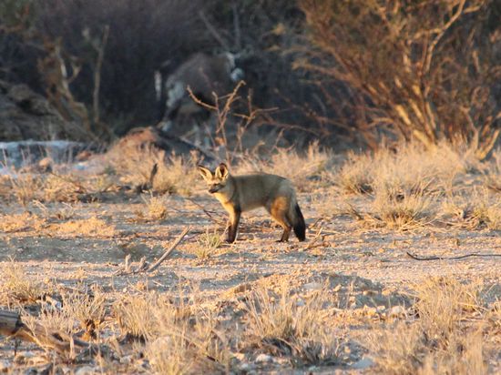Eher seltener zu sichten: Ein Löffelhund! Mit seinen großen Ohren spürt er leiseste Termiten auf.