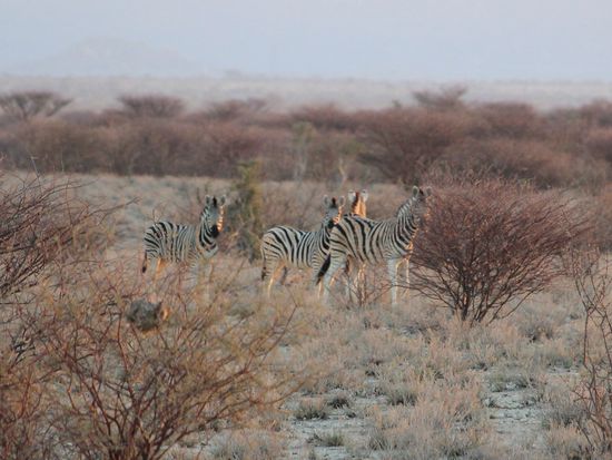 Während die vielen Oryxantilopen hier mittlerweile kein außergewöhnliches Bild mehr abgeben, sind Zebras für uns noch eine Besonderheit.