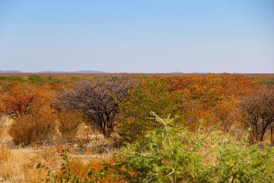 Jedoch die sich ständig verändernden Landschaften, lassen einem jede Fahrt recht kurzweilig vorkommen. Hier ein Hauch von "Indian Summer" in Namibia.