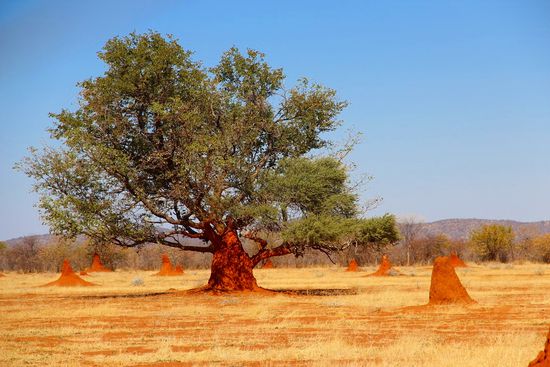 Termitenhügel soweit das Auge reicht.