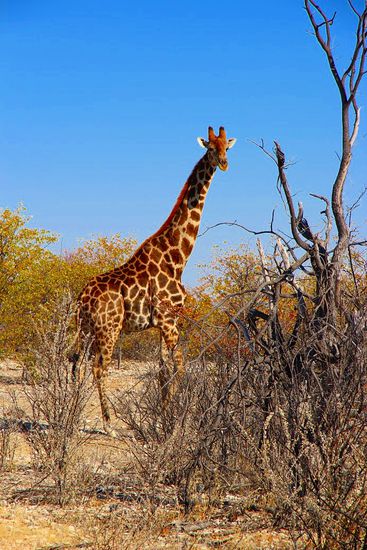 Ein sehr charmanter Empfang kurz nach der Einfahrt in den Etosha N.P.