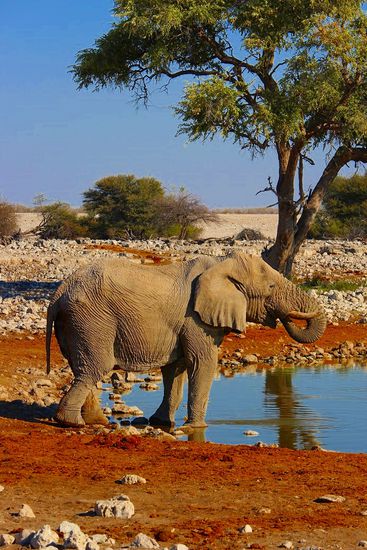 ...und der Empfang am Wasserloch war nicht minder eindrucksvoll.