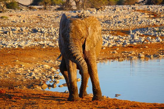 Dieser etwas kleinere Kollege wusste sogar mit einem Tänzchen zu gefallen.