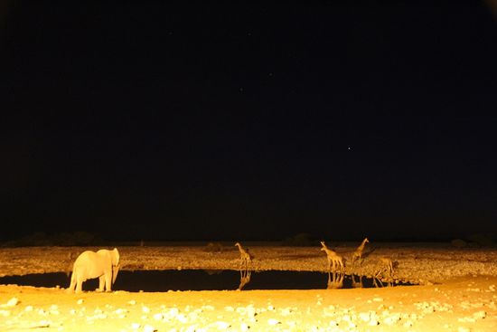 Hier noch zwei Nachtaufnahmen von den nächtlichen Besuchern des Wasserlochs.