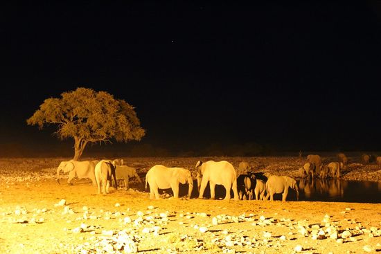 ...und es wurden immer mehr...bis dann 3 Giraffen, 4 Nashörner und über 20 große und kleinste Elefanten. Leider können wir euch nicht die dazugehörige Geräuschkulisse liefern, die in solch einer Atmosphäre unglaublich beeindruckend ist.