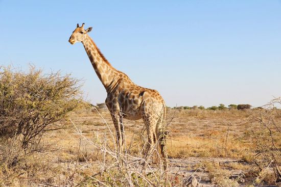 ...unsere Lieblinge...