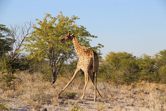 ähm, ja...wissen wir jetzt auch nicht, was das werden soll...auf jeden Fall gelenkig...