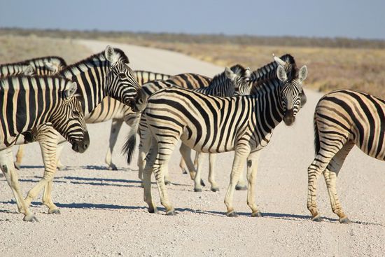 Weg versperrt - eine ganze Herde zog so an uns vorbei.