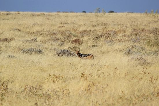 Wir sind uns nicht sicher, ob es wieder ein Löffelhund ist...könnte sein, muss aber nicht...