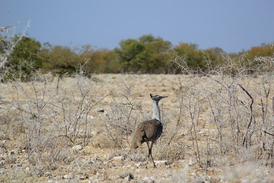 Zur Abwechslung mal ein fedriger Zweibeiner.