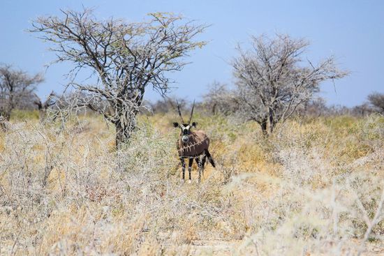 Oryx im weißen Etosha Märchenwald
