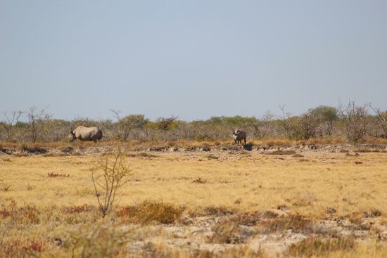 Schwer zu erwischen - wir warteten geduldig, bis sich Mutter und Kind der Familie Nashorn aus dem dicken Gebüsch bewegten....und zwar gaaaanz langsam.