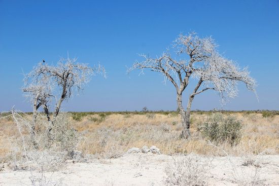 Wie mit Puderzucker bestäubt sind Gräser und Bäume am Wegesrand...