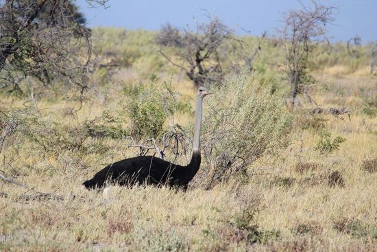 Für diesen Kollegen benötigen wir unsere Tierbestimmungskarte (deren stolze Besitzer wir ja nun sind) nicht - und ihr ja auch nicht...