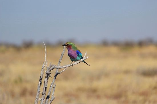 ...hier wird es schon schwieriger...nach Abgleich mit unserem Bilderbuch meinen wir beide, dieser wunderschöne Vogel ist eine Gabelracke...