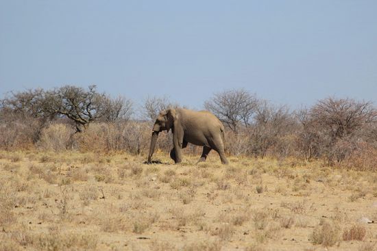 Wieder einfach: Afrikanischer Elefant. Den in freier Wildbahn zu entdecken und nah genug vor die Kamera zu bekommen ist allerdings schwieriger, als wir dachten. Geduld und Durchhaltevermögen sind hier die Schlüssel zum Fotografenglück...und das ein oder andere Wendemanöver.