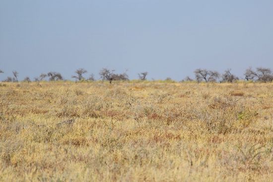 So, und hier ist er nun: Der erste und vermutlich auch einzige Löwe, den wir mit größtem Aufwand und Einsatz von Leib und Leben sichten konnten. Unser Guide schoss nach einer entsprechenden Funkmeldung (alle Safari Guides sind per Funk verbunden und melden, was sie sichten) mit ca. 100 Km/h statt der erlaubten 60 Km/h über die Piste. Wir haben lange, lange gebraucht, um sie (es ist eine Löwin) im Gras zu erkennen - warum solltet ihr es einfacher haben...viel Spaß bei der Suche .