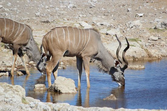 Kudu