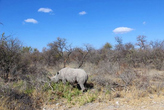 Bis zu diesem Zeitpunkt zeigte sich uns das Spitzmaulnashorn nur aus weiter Ferne und tarnte sich oftmals kaum erkennbar "als Stein" im Busch. Doch nun stand es auf einmal da, ca. 5 Meter vom Auto entfernt...einmalig.
