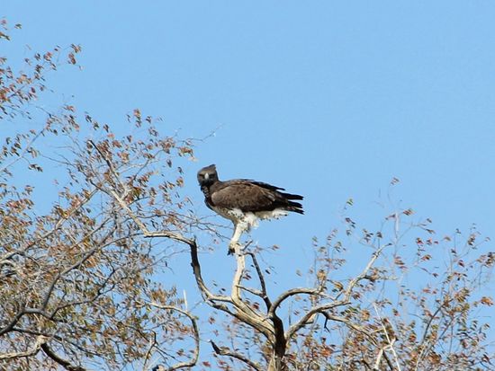 Die Vogelwelt hat uns auch in den Bann gezogen. Zu Hause eher nebensächlich, entlockt sie uns hier doch ein strahlendes Lächeln. Hier seht ihr einen Kampfadler.