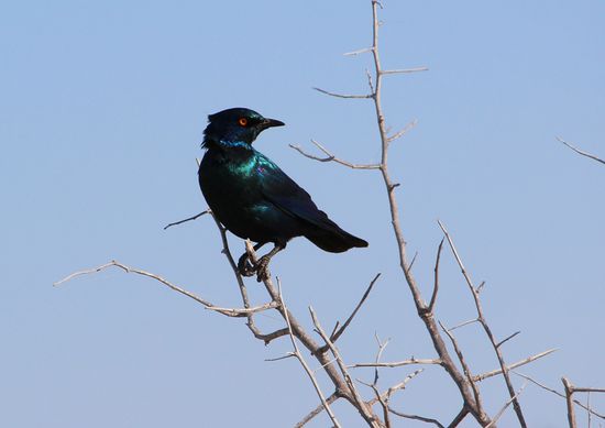 Der Trauerdrongo - schimmert im Sonnenlicht grünlich-blau.