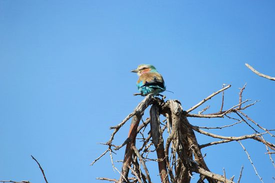 ...nochmal die süße Gabelracke...