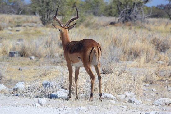 Ein Schwarzgesicht-Impala...auch rückseitig schön anzusehen...