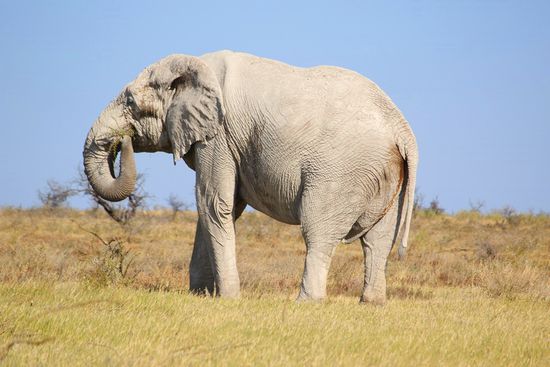 ...und gibt uns viele Gelegenheiten, ihn ausgiebig zu bewundern...
