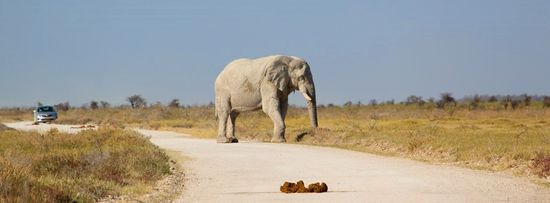 Und zum Abschluss des Tages...zumindest die Hälfte der Fahrzeuginsassen hatte inzwischen die Hoffnung aufgegeben, die Dickhäuter in freier Wildbahn direkt vor die Nase zu bekommen...da spaziert er einfach so vor uns über die Straße...