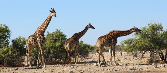 Um schöne Giraffen Begegnungen muss man sich im Etosha Park nicht sorgen.