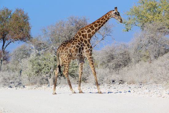 ...sie erscheinen immer wieder in unterschiedlichsten Kulissen...