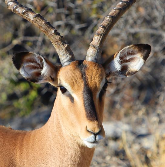 Schwarzgesicht-Impala