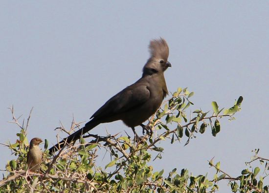 Graulärmvogel mit cooler Frise...