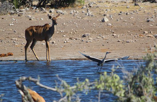 Seidenreier beim Start, aufmerksam beobachtet von einem Kudu-Weibchen