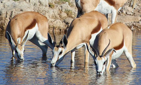 ...haben großen Durst, die Impalas...